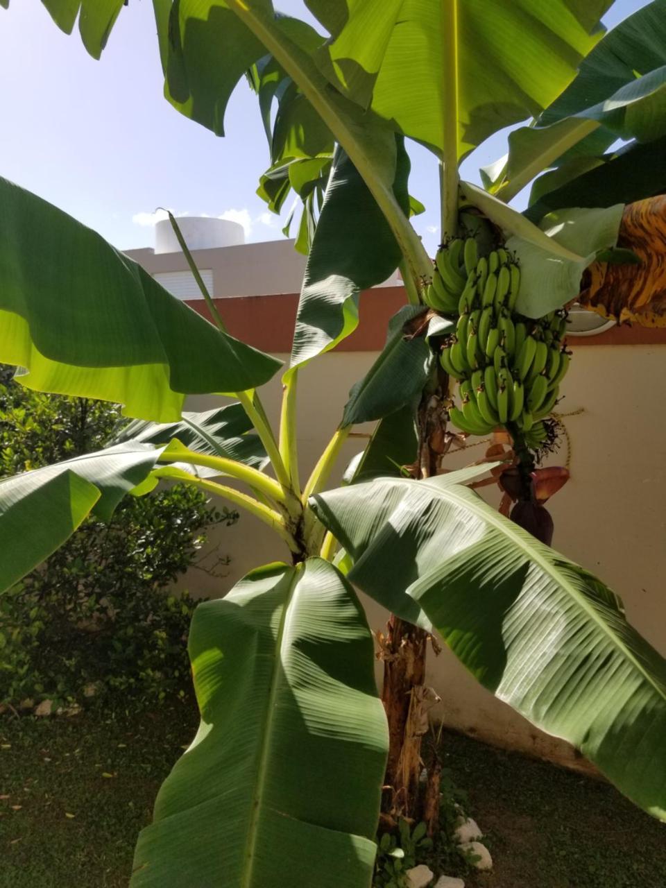 Tropical Delightful Guest Studio Hotel Canovanas Buitenkant foto